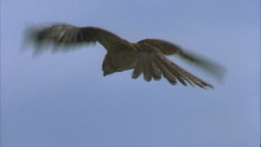 hovering in blue sky then stoop