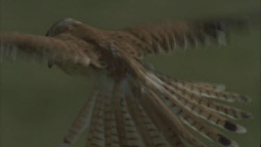 hovering in blue sky then swoop out