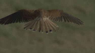 hovering in blue sky then swoop out