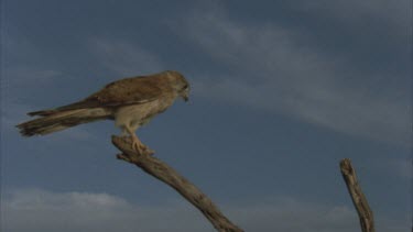 perched on tree then flies out