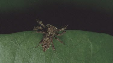 top view of Portia moving along edge of leaf. The spider jumps off, out of frame