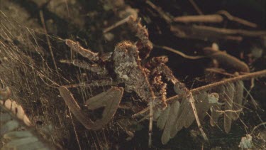 Portia on Dolomedes spider web. It moves its legs and palps plucking the strands of silk, mimicking prey in attempt to the dolomedes spider.