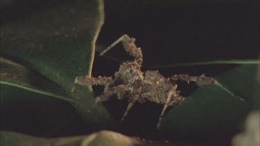 Portia spider moving about on leaf no web