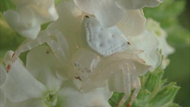 crab spider camouflaged on white flower. Waiting to prey