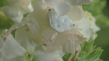 Spider on white flower camouflaged, then starts moving around.