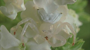 Crab spider camouflaged on white flower using front leg to feed