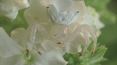 Crab spider camouflaged on white flower using front leg to feed. Then moves into position.