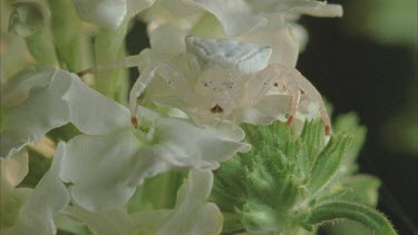 Crab spider camouflaged on white flower in position. Looking towards camera.