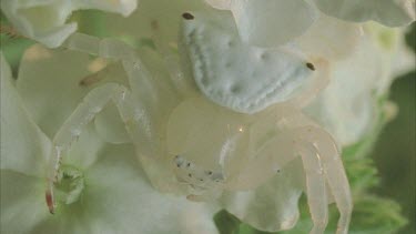 Crab spider, showing spots on abdomen