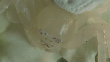 crab spider eyes and mouth parts