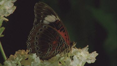 lacewing butterfly on white flower