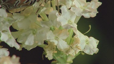 lacewing butterfly on edge of white flowers