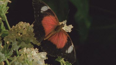 lacewing butterfly with wings outstretched. Zoom in to show head and detail of wings.