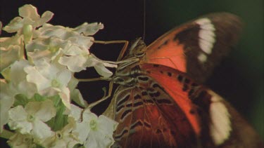 lacewing butterfly flapping wings