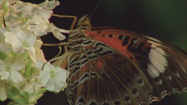 lacewing butterfly flapping wings