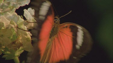 lacewing butterfly flapping wings top shot