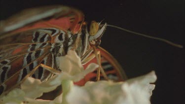 butterfly feeding, see mouthparts unfurl tongue