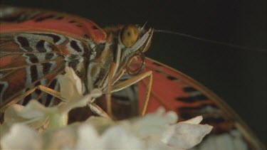 butterfly feeding, see mouthparts unfurl tongue