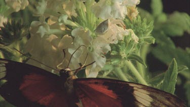 butterfly feeding next to crab spider