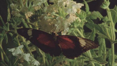 butterfly feeding next to crab spider