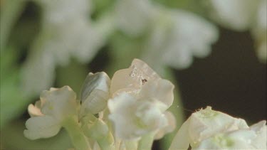 crab spider captures lacewing butterfly