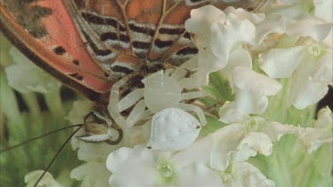 crab spider feeding on dead lacewing butterfly