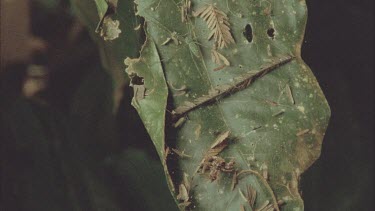 Dolomedes spider and Portia spider on leaf together. Both spiders are well camouflaged. Dolomedes is the same color as the leaf and Portia looks like the plant litter.