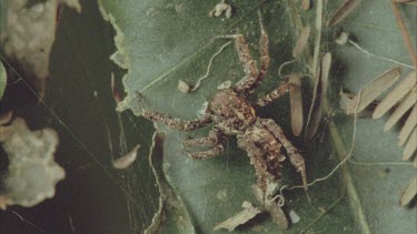 Portia strumming with forelegs on web and slowly moving towards quarry.