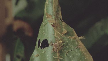 Two shot Portia and Dolomedes on leaf together