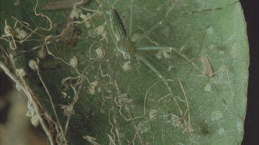 Dolomedes looking towards camera