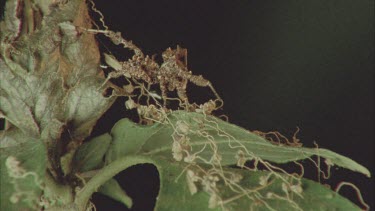 Portia walking on top of leaf litter