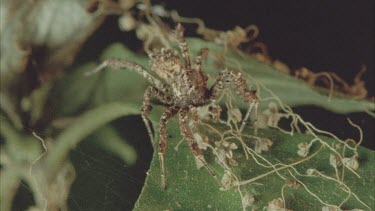 Portia walking down leaf