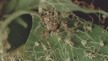 Portia on leaf