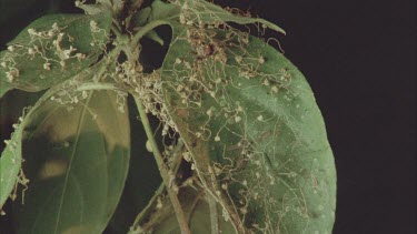 Dolomedes and Portia on leaf together