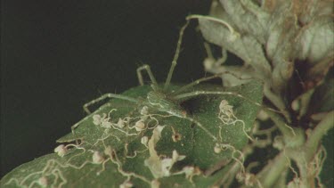 Dolomedes on leaf with leaf litter.