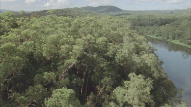 track over rainforest trees