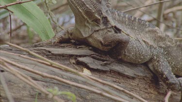 Water Dragon