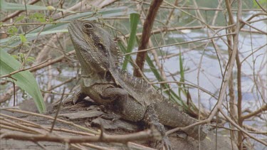 Water dragon with rippling water behind