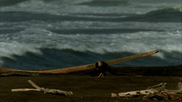 Caracara on beach with waves crashing in background.