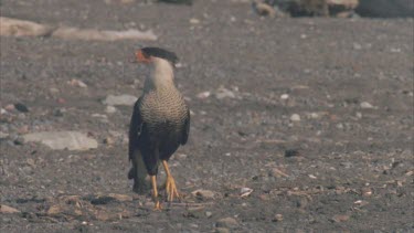 Caracara walking on beach