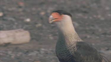 Caracara for turtle eggs digging on beach