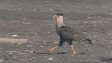 Caracara running along ground picks up a baby turtle