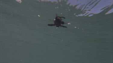 baby turtle floating in water
