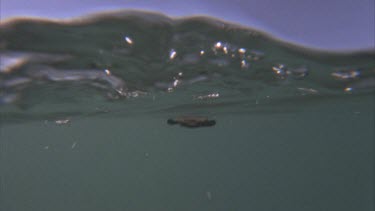 wave crashing over camera, baby turtle swimming