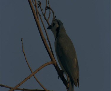 Bird perched on naked branch