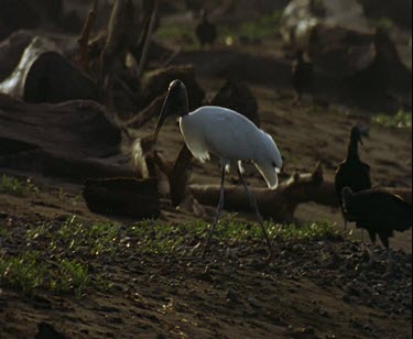 Wood stalks and vultures on beach. focus on wood stalk walking across screen.