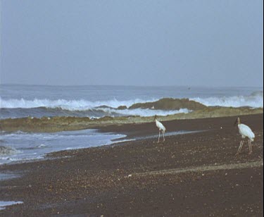 Wood stalks walking in formation towards sea, as if going for a swim. They are waiting to see what food the waves bring in.