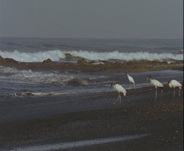 Wood stalks walking in formation towards sea, as if going for a swim. They are waiting to see what food the waves bring in.