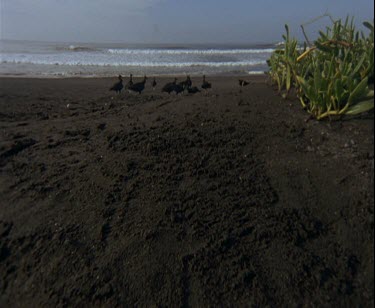 turtle hatchling cross screen towards the ocean but a flock of black vultures wait for them in the background. One unsuspecting hatchling heads straight for the waiting predators.