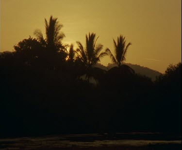 palm trees in silhouette against rising sun. As the sun rises rays of light puncture through the darkened trees towards camera.